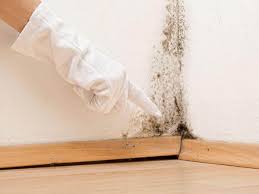 Why You Should Choose Our Mold Remediation Services in Ashland, NJ